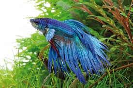 Betta Fish Jumping: 4 Reasons Why Your Pet Is Hyperactive