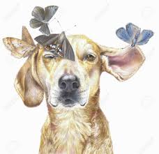 Color Portrait Of A Dog With Butterflies Isolated On A White Stock Photo Picture And Royalty Free Image Image 142143599 Colored pencil and ballpoint pen drawing artist. color portrait of a dog with butterflies isolated on a white