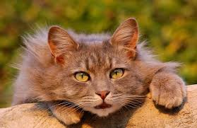 repulsif pour chat les meilleurs repulsifs naturels cute kittens chats et chatons chat tigre