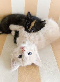 Black And Orange Kitten It Looks Like An Armbar Will Little Flame Tap Out Tune In To Sports At 11 00 Pretty Cats Kittens Cutest Kittens