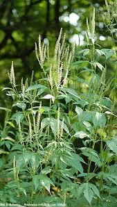 Ragweed — beifußblättriges traubenkraut beifußblättriges traubenkraut (ambrosia artemisiifolia) ragweed — noun date: Great Ragweed Ambrosia Trifida L