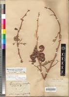 Image result for Aeschynomene elaphroxylon