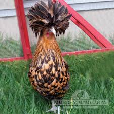 Buff laced polish chicken hen. Murray Mcmurray Hatchery Golden Polish
