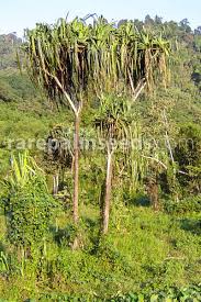 Pandanus is a genus of monocots with some 750 accepted species. Pandanus Unicornutus Phuket Screw Pine Buy Seeds At Rarepalmseeds Com