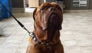 The windsor food bank is open four days a week and is staffed by one social services staff member and many wonderful volunteers. Feeding Windsor Pet Food Bank Home Facebook