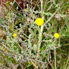 Image result for Pentzia incana