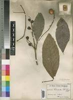 Image result for Eriocoelum