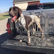 We did not find results for: East Texas Pointers Home Facebook