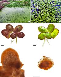 Image result for Landoltia punctata