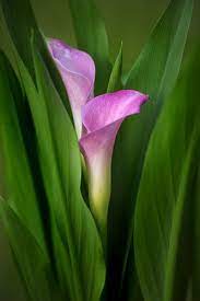 Calla Lily Calla Lily Beautiful Flowers Flower Photos
