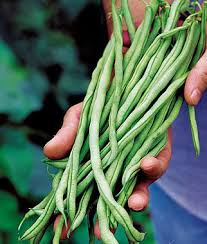 Package contains 2 ounces, approximately 175 stringless green pod (burpee) bean seeds. Fortex Bean Seeds And Plants Vegetable Gardening At Burpee Com Growing Green Beans Vegetables Vegetable Seed