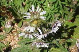 Image result for Berkheya carlinopsis