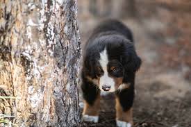 Riverside california pets and animals 1,500 $ Shoot The Dog 5 Puppy Pickup Active Light Photography Photo Tours To Hidden Destinations Anasazi Ruins
