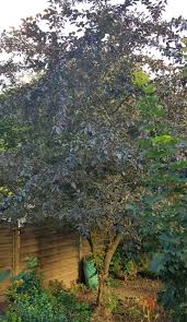 Hoch und schmal rosa oder rot besetzt. Was Fur Ein Baum Ist Das Rote Blatter Dunkelrote Fruchte Rosa Bluten Malus Cv Baumkunde Forum