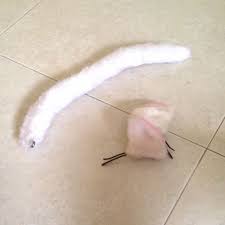 Girls women cat ears headband hairband makeup face clean spa fluffy hair band~. Pending White Cat Ears And Tail Entertainment J Pop On Carousell