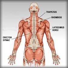 It is opposite from the chest, and the vertebral column runs down the back. 4 Exercises To Chisel Your Back Muscles Htv