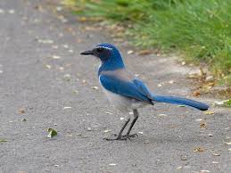 Birds Of Western Washington State Western Scrub Jay In My Back Yard This Morning 12 9 16 First One I Have Ever Seen Bird Birder State Birds
