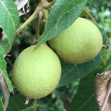 We grow chestnut, walnut, butternut, heartnut, almond, black walnut, pecan, hickory, hazelnut/filbert, chilean nuts, nut pines, and many other kinds of nut trees check out our collection of bareroot trees, potted trees. Eastern Black Walnut Vs Butternut Identification Bplant Org