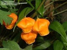 Image result for Rotheca aurantiaca