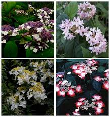 1 meter høj og lidt bredere. Best Hydrangeas Of Now And Tomorrow With Dan Hinkley A Way To Garden