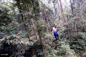 Sungai congkak forest river runs slow and steady under a canopy of lowland rainforest. Skytrex Sungai Congkak Taman Flying Fox Di Hulu Langat Kakitravel Net