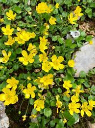 Ranunculus Bullatus Eccezione D Autunno Natura In Mente Calliopea