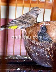 Karena itu, om kicau merasa perlu untuk berbagi ilmu mengenai teknik penangkaran burung hantu jenis tersebut. Berbagi Pengalaman Breeding Blackthroat Bersama Ny Rahmah Depok Om Kicau
