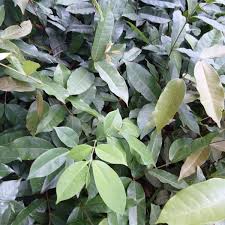 Image result for Landolphia rufescens