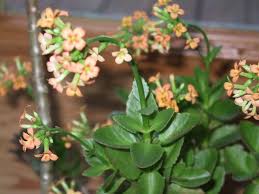 Flowering succulent house plant identification. What Is This Flowering Houseplant