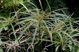 Image result for Eleocharis welwitschii