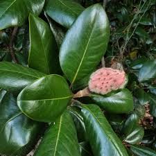The impressive appearance of its white. Southern Magnolia Seeds Idioticfashion