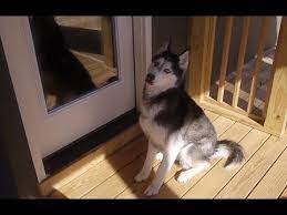 mishka says open the door