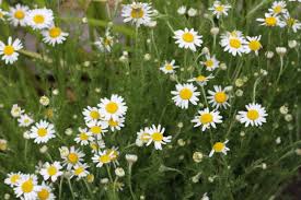 It's impossible to have a thriving garden without pollinators. Perennial Pruning Organic Gardener Magazine Australia