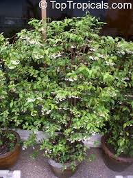 Image result for Wrightia