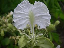 Image result for Lasiodiscus palustris