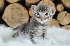 Sometimes pedigreed cats end up at the shelter after losing their home to an owner's death a bengal rescue network can help you find a cat that may be the perfect companion for your family. Blue Bengal Cats Kittens For Sale Wild Sweet Bengals