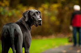 The labradane, characterized by a pleasant disposition, makes a great i have a female harlequin great dane expecting pups from a chocolate labrador on october 1st. Great Danes 8 Fun Facts About These Graceful Gentle Giant Dogs