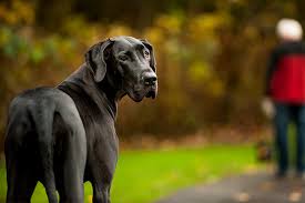 She is a great dane, boxer, lab mix. Hip Dysplasia In Dogs Prevention Causes Symptoms Treatment