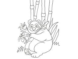 Oso Panda Para Colorear