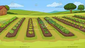 A Vegetable Garden Background Farm Cartoon Vegetable Cartoon Kinds Of Vegetables