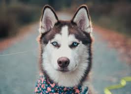 We did not find results for: 15 Husky Eye Color Facts You Didn T Know Spiritdog Training