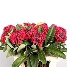 Protea Waratah Are Perfect Wedding Centerpieces As They Create A Natural Statement Also Great For Bouqu Wholesale Flowers Florist Supplies Flower Arrangements