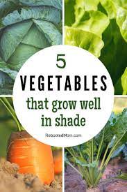 Allpin Info Kids Vegetable Garden Shade Garden Design Vegetable Garden Design