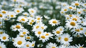 Uno tra i simboli più autentici della primavera, dell'infanzia e della scegli tra le composizioni di margherite fresche, bianche o gialle, sia lunghe che corte, in mazzo e. Margherita Come Curare E Come Coltivare Le Margherite In Vaso O In Giardino
