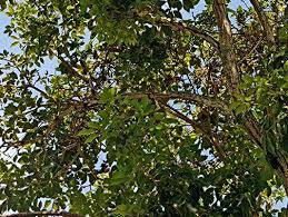 Image result for Markhamia zanzibarica