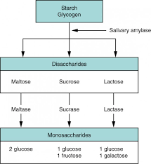 chemical digestion and absorption a closer look anatomy