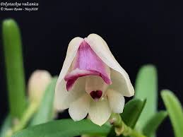 Image result for Polystachya vulcanica