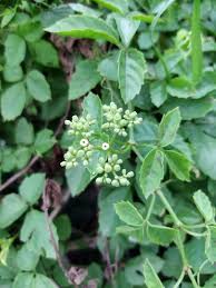 Image result for Cayratia ibuensis