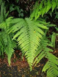 Image result for Microlepia