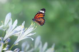 Download Butterfly In The Wild For Free En 2020 Danaus Plexippus Mariposas De Colores Fotos De Mariposas